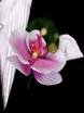 Бутоньерка для жениха Розовая орхидея от  1