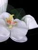 Бутоньерка Орхидея фаленопсис от  2