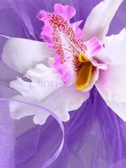 Свадебные аксессуары на машину от  2