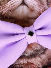 Свадебная бабочка Лаванда для кошек и собак от  2