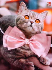 Свадебная бабочка Пепельная роза для кошек и собак от  1