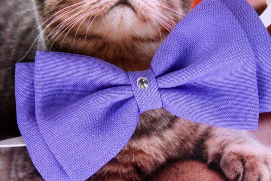 Свадебная бабочка Холодная лаванда для кошек и собак от  2