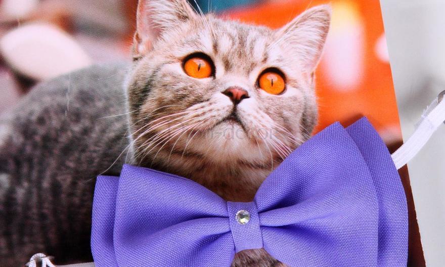 Свадебная бабочка Холодная лаванда для кошек и собак от  3