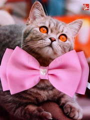 Свадебная бабочка Розовая для кошек и собак от  1