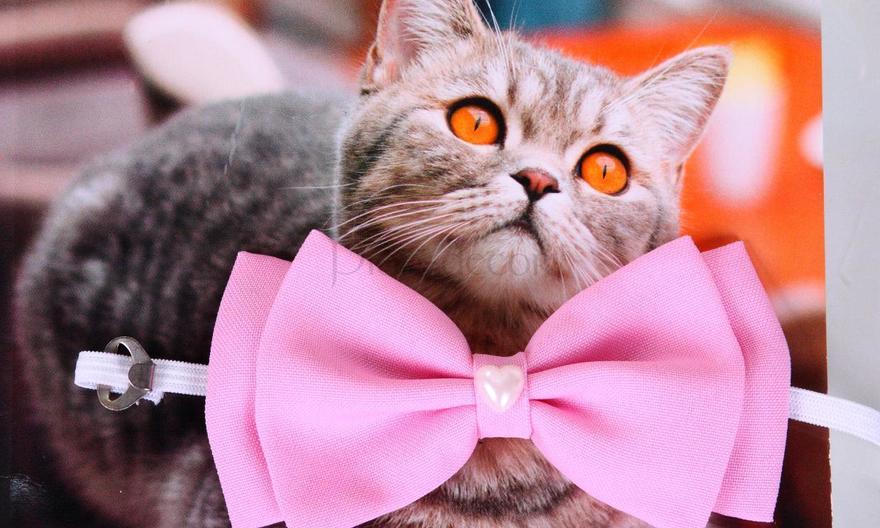 Свадебная бабочка Розовая для кошек и собак от  2