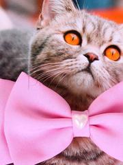 Свадебная бабочка Розовая для кошек и собак от  2