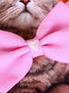 Свадебная бабочка Розовая для кошек и собак от  3