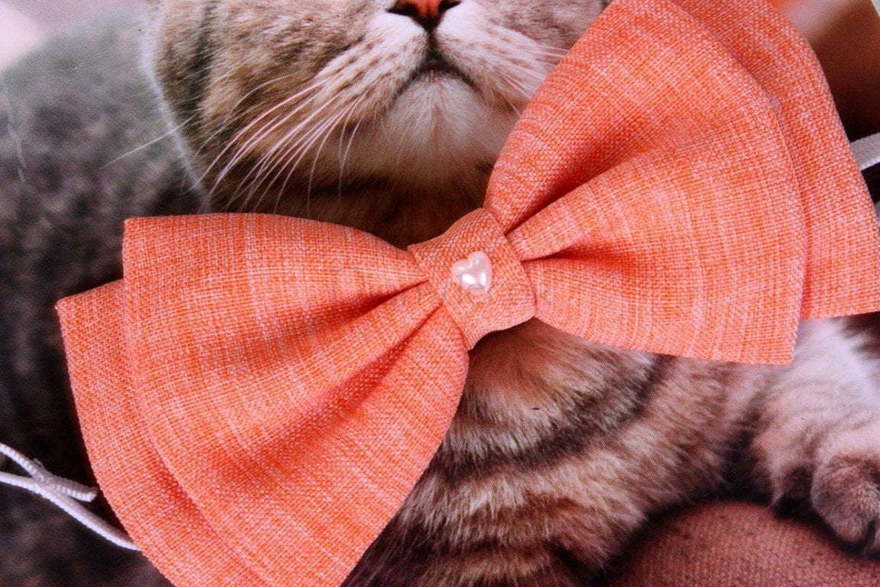 Свадебная бабочка Orange для кошек и собак от  2