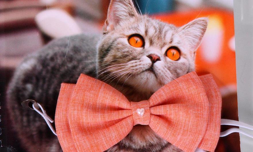 Свадебная бабочка Orange для кошек и собак от  3