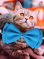 Свадебная бабочка Бирюза для кошек и собак от  1