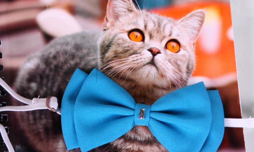 Свадебная бабочка Бирюза для кошек и собак от  3