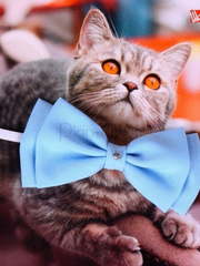 Свадебная бабочка Голубая для кошек и собак от  1