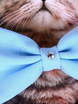 Свадебная бабочка Голубая для кошек и собак от  2