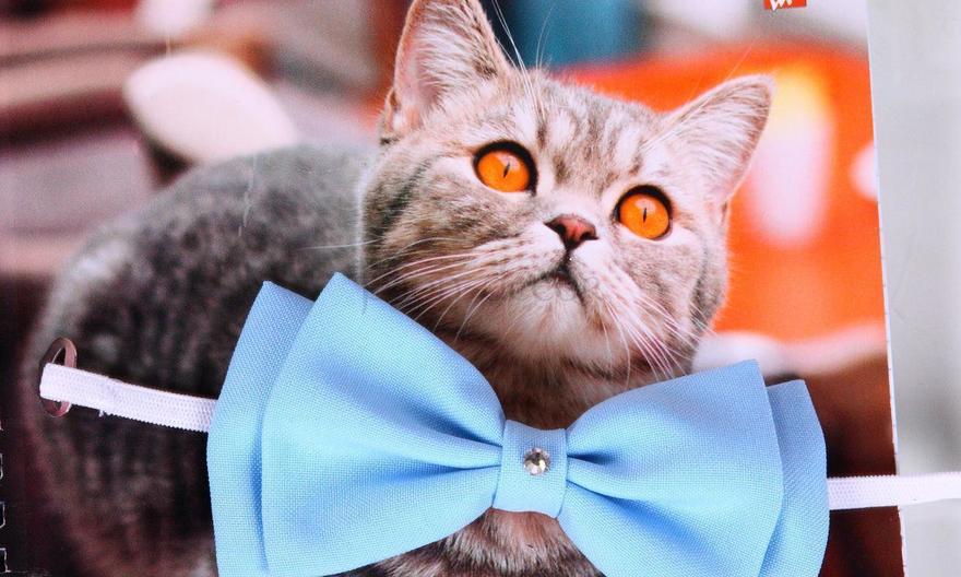 Свадебная бабочка Голубая для кошек и собак от  3