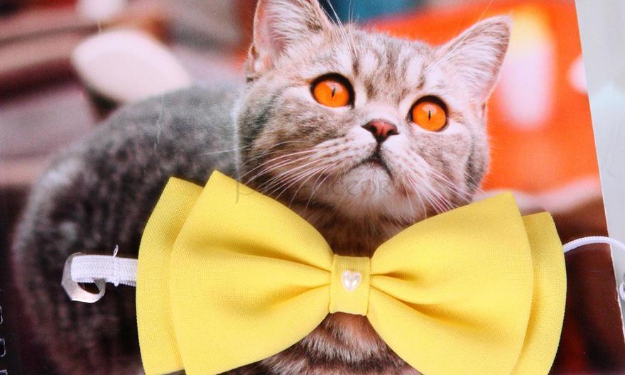 Свадебная бабочка Желтая для кошек и собак от  3