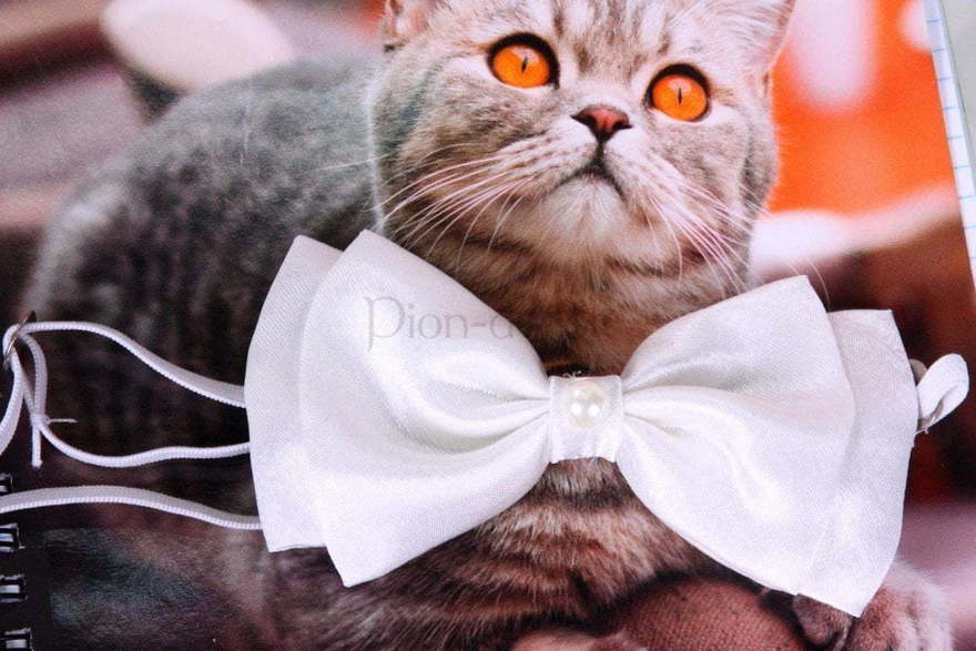 Свадебная бабочка Айвори атлас для кошек и собак от  3