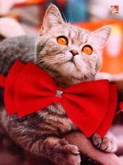 Свадебная бабочка Красная для кошки и собаки от  1