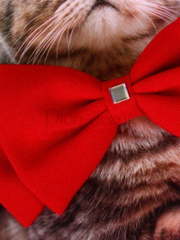 Свадебная бабочка Красная для кошки и собаки от  2