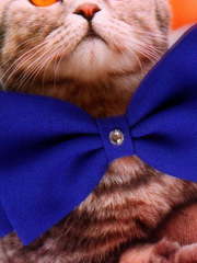 Свадебная бабочка Индиго для кошек и собак от  2