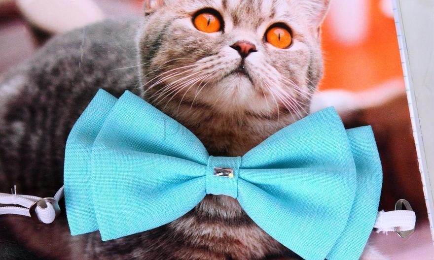 Свадебная бабочка Тиффани для кошек и собак от  3