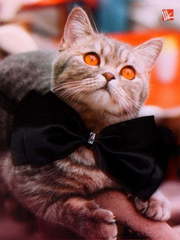 Свадебная бабочка Черный атлас для кошек и собак от  1