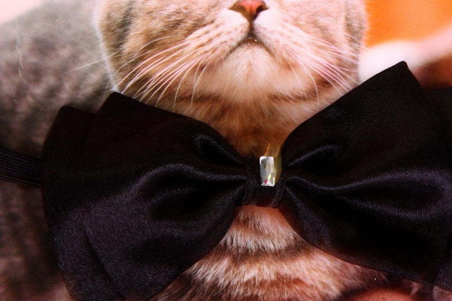 Свадебная бабочка Черный атлас для кошек и собак от  2