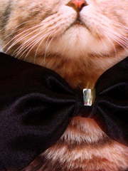 Свадебная бабочка Черный атлас для кошек и собак от  2