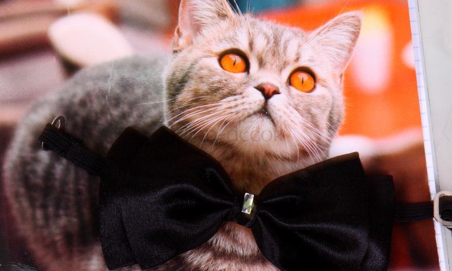 Свадебная бабочка Черный атлас для кошек и собак от  3