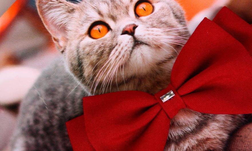 Свадебная бабочка Марсала для кошеки или собаки от  2