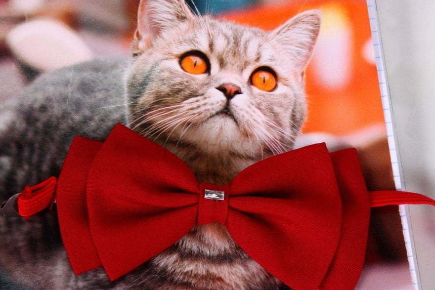 Свадебная бабочка Марсала для кошеки или собаки от  3