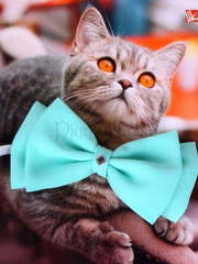 Свадебная бабочка Мята для кошек и собак от  1