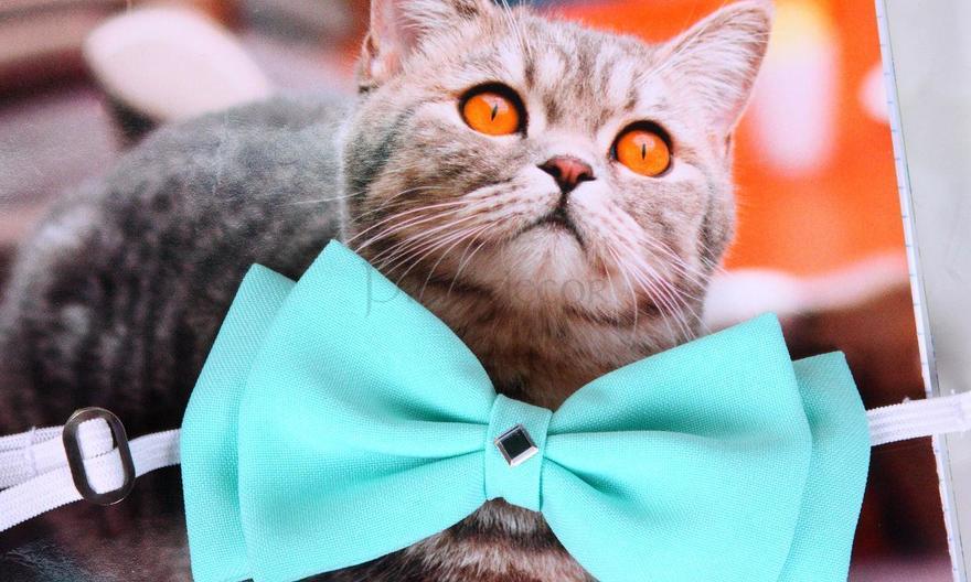 Свадебная бабочка Мята для кошек и собак от  3