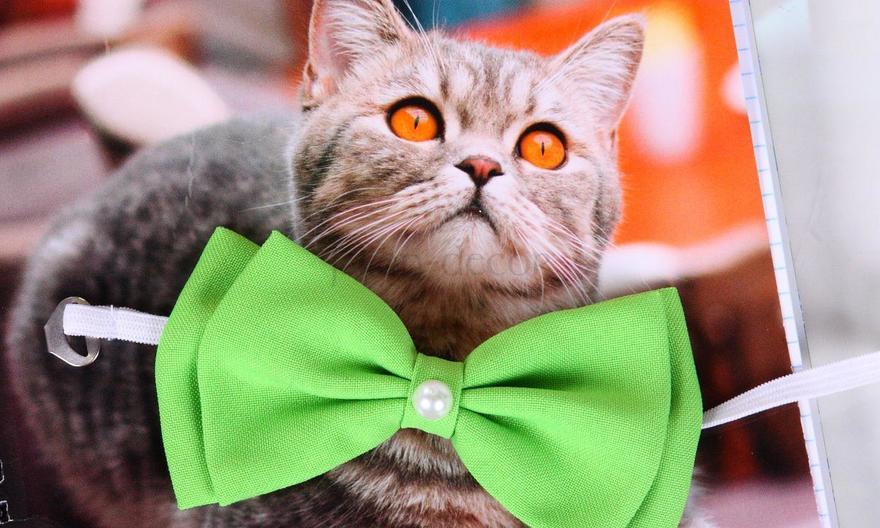 Свадебная бабочка Яблочная для кошки или собаки от  3