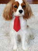 Свадебный галстук Голубой для кошки или собаки от  2