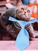 Свадебный галстук Голубой для кошки или собаки от  5
