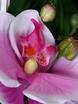 Бутоньерка для жениха Розовая орхидея от  2