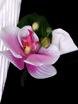 Бутоньерка для жениха Розовая орхидея от  3