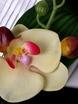 Бутоньерка Орхидея айвори от  3