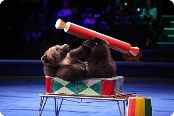 Шоу дрессированных животных на свадьбу от Hot-surprise 2