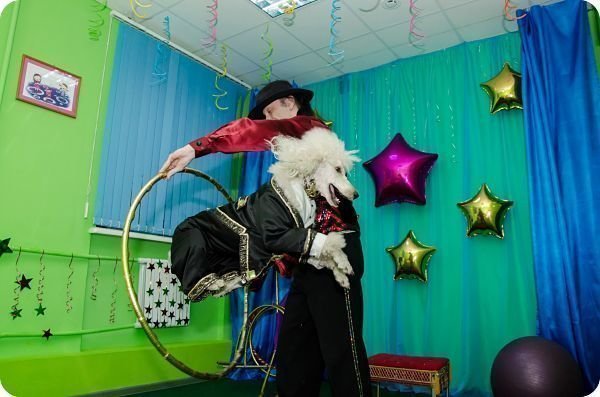 Шоу дрессированных животных на свадьбу от Hot-surprise 4