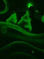 Световые картины на свадьбу от Праздничное агентство АйКарамелька 1