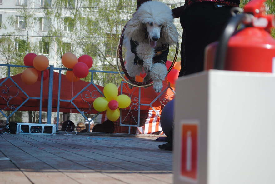 Дрессированные животные на свадьбу от Show Obertaeva 3