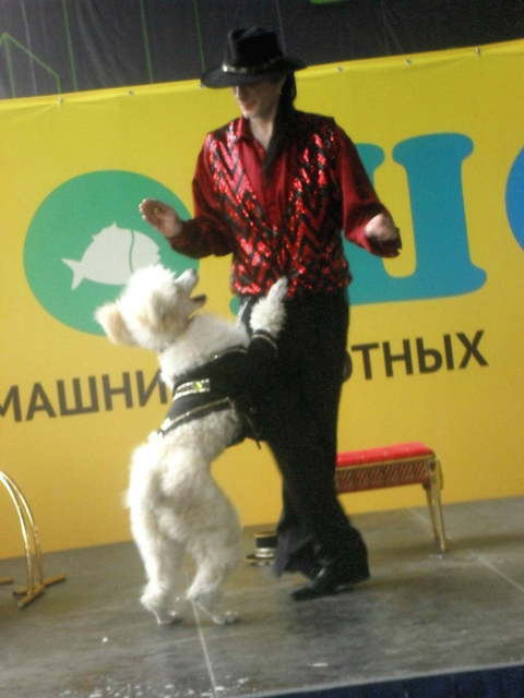 Дрессированные животные на свадьбу от Show Obertaeva 6