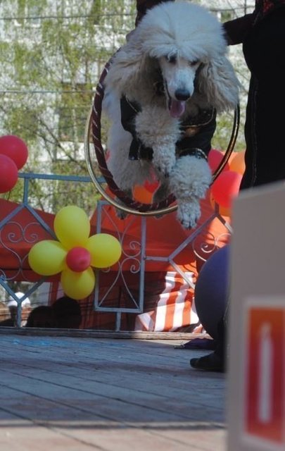 Дрессированные животные на свадьбу от Show Obertaeva 7