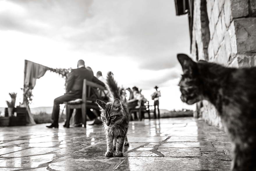 Свадьба Станислава и Ольги от Lovely КАРАНДАШ 29