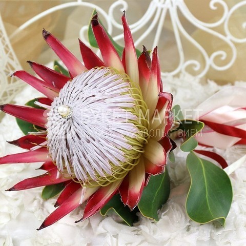 Необычный, Монобукет из одного вида цветов name от Букет Маркет 2