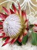 Монобукет из одного вида цветов, Необычный name от Букет Маркет 2