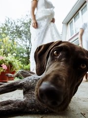 Фотоотчет со свадьбы Лены и Володи от  1