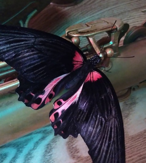 Саксофонист Антон Боев на свадьбу 10