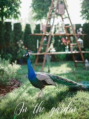 Фотоотчет со свадебной съемки Филиппа и Юлии от Сергей Зинченко 2